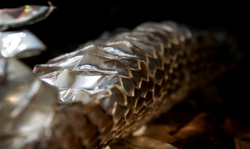 Snake Skin