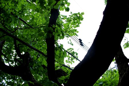 Tree, wires photo