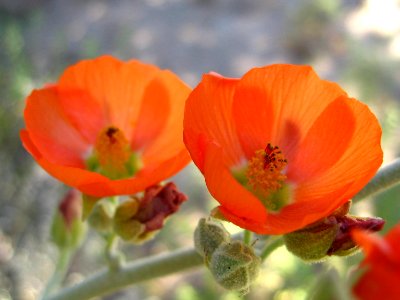 Apricot globemallow (Sphaeralcea ambigua); Hidden Valley photo