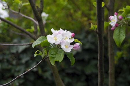 Garden nature spring