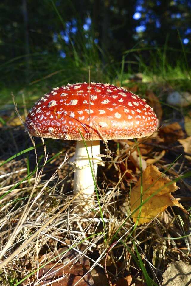 Toxic red nature