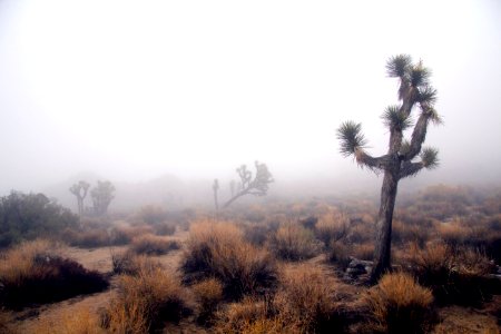 In the clouds near Keys View