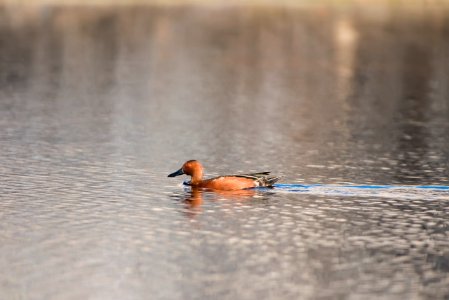 Cinnamon teal (Anas cyanoptera) at Barker Dam; 3/8/17