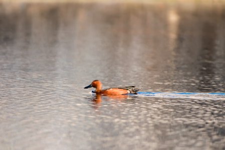 Cinnamon teal (Anas cyanoptera) at Barker Dam; 3/8/17 photo