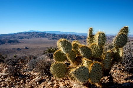 Opuntia chlorotica, Ryan Mountain