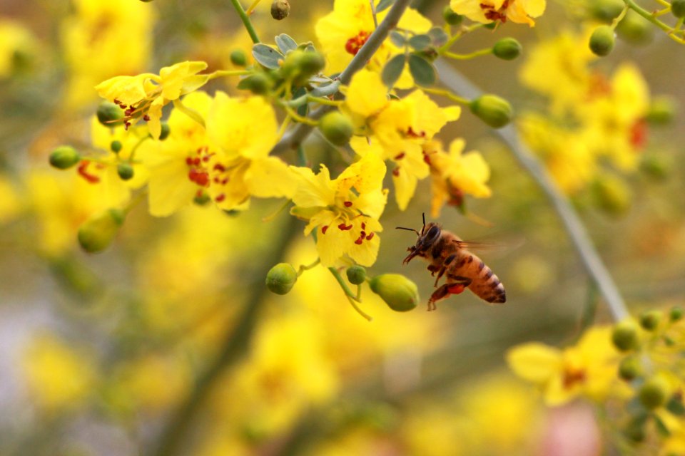Honeybee