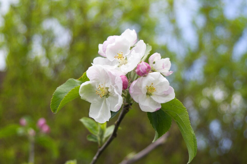Garden nature spring