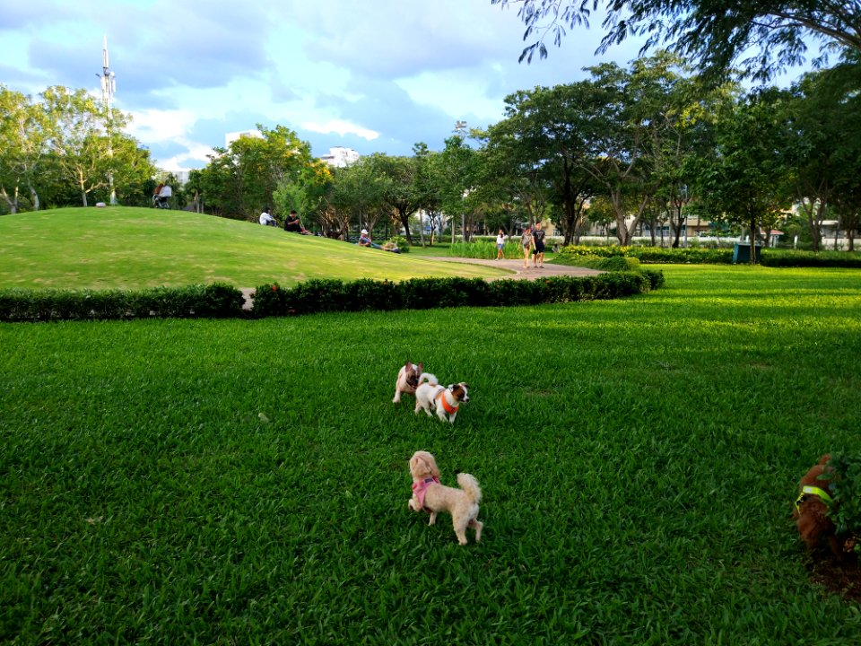 dogs playing a corner of Crescent Mall Lake park công viên Hồ Bán Nguyệt