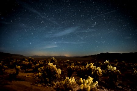Stars over the Pinto Basin and Cholla Cactus Garden photo