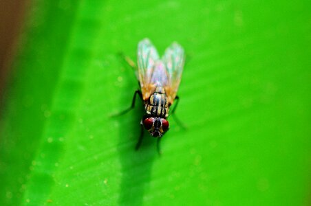 Close up animals nature photo