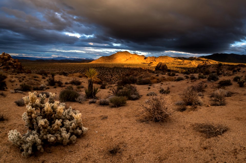 Clouds, Light, Cholla