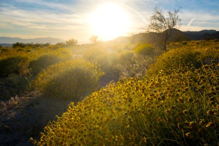 Flowers and sun near Cottonwood Visitor Center
