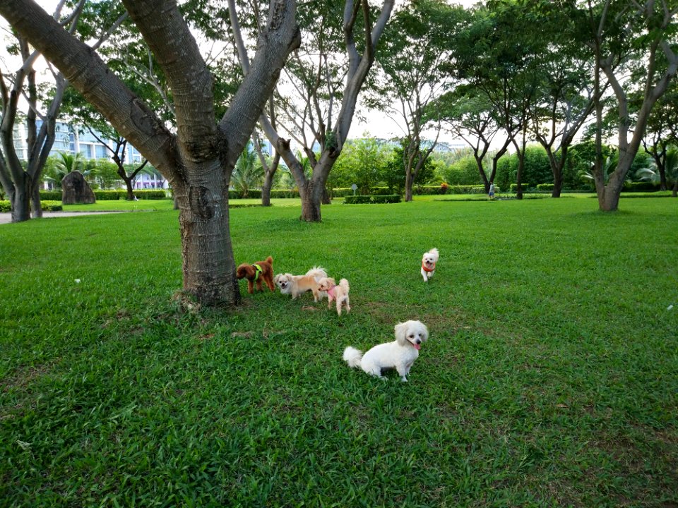 dogs gathering a corner of Crescent Mall Lake park công viên Hồ Bán Nguyệt