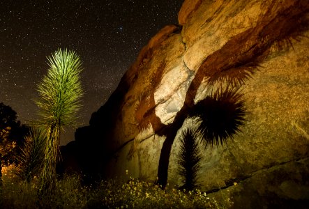 Night sky of Joshua Tree National Park photo