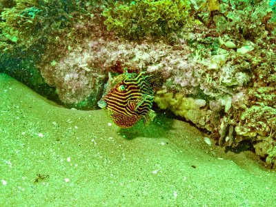 Cow fish photo