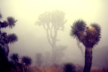 In the clouds near Keys View