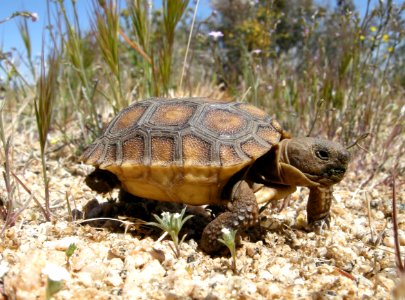 Baby Desert Tortoise Walking photo