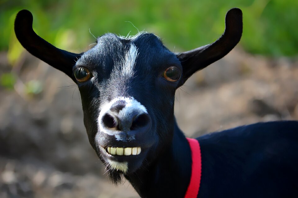 Comic animal domestic goat