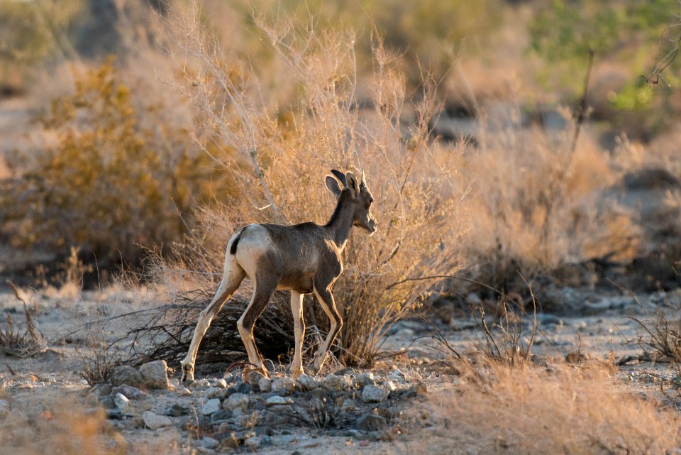 Young bighorn sheep near Bajada Nature Trail
