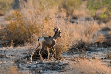 Young bighorn sheep near Bajada Nature Trail