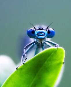 Leaf insect macro photo