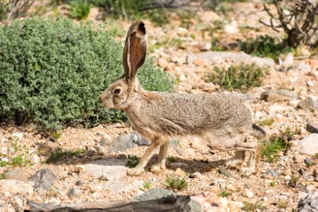 Black-tailed jackrabbit (Lepus californicus)