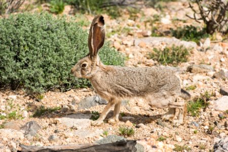 Black-tailed jackrabbit (Lepus californicus) photo