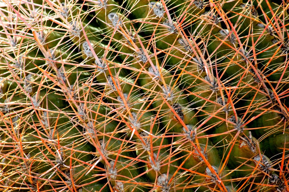 California barrel cactus (Ferocactus cylindraceus)