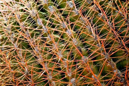California barrel cactus (Ferocactus cylindraceus) photo