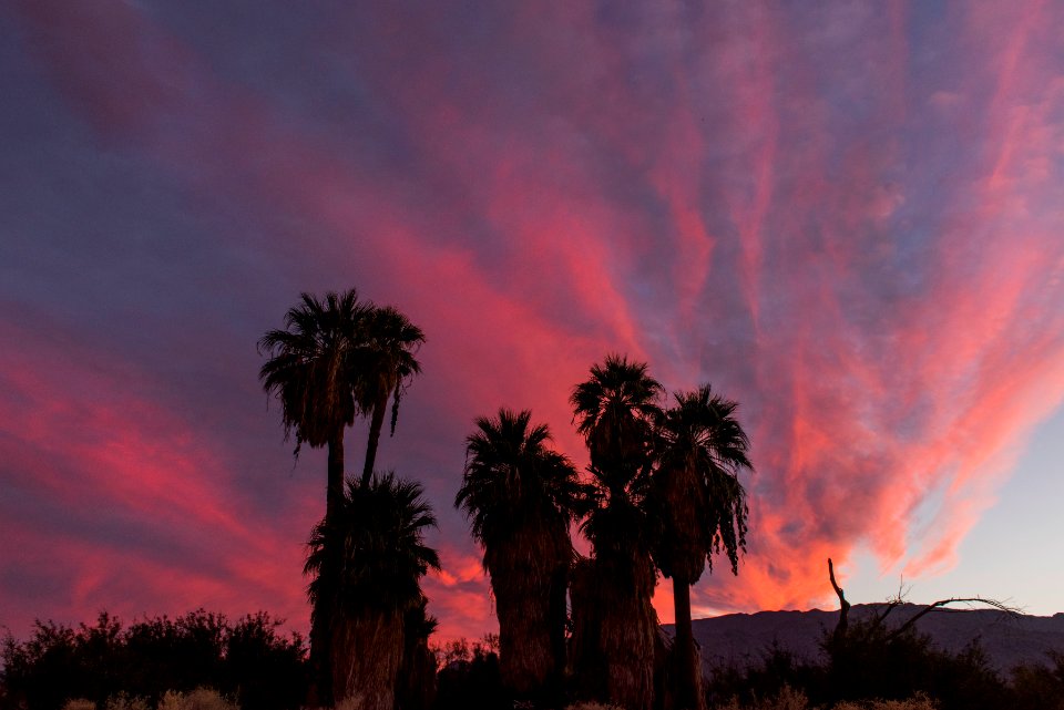 Sunset at Oasis of Mara, Twentynine Palms