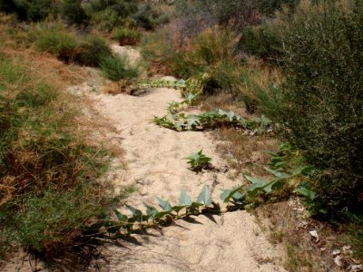 Coyote melons (Cucurbita palmata)