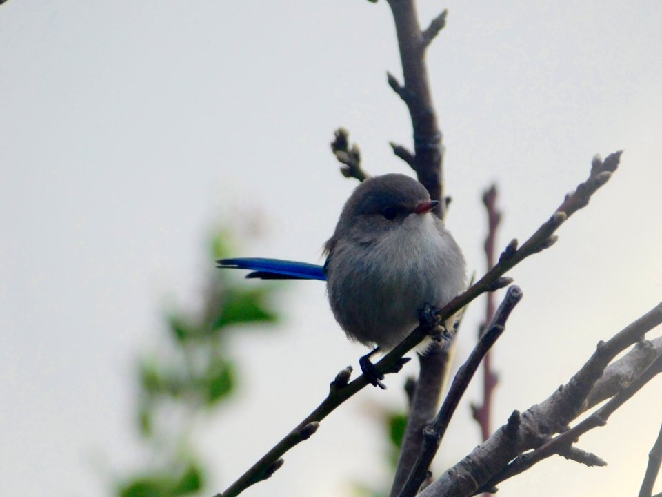 Splendid fairy wren