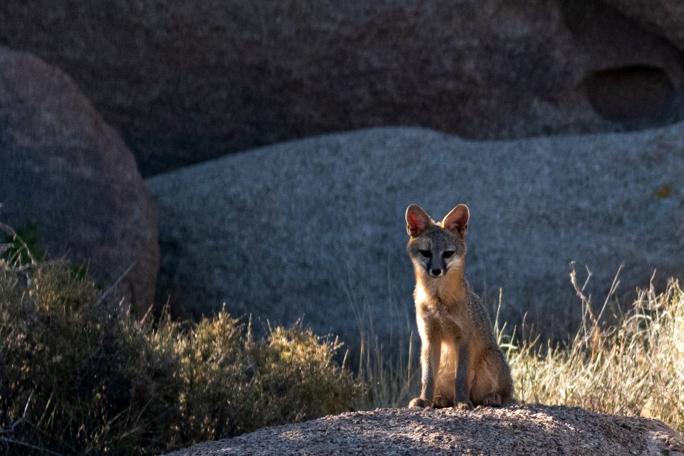 Gray Fox (Urocyon cinereoargenteus scottii)