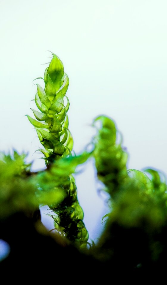 Nature plant fresh