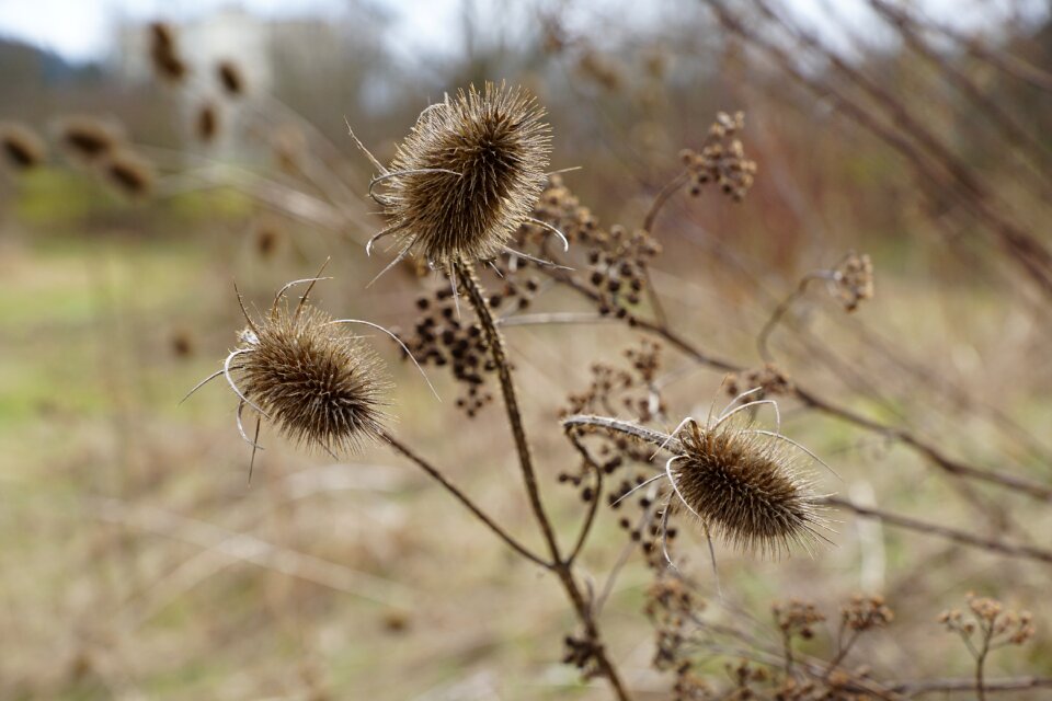 Withered macro nature