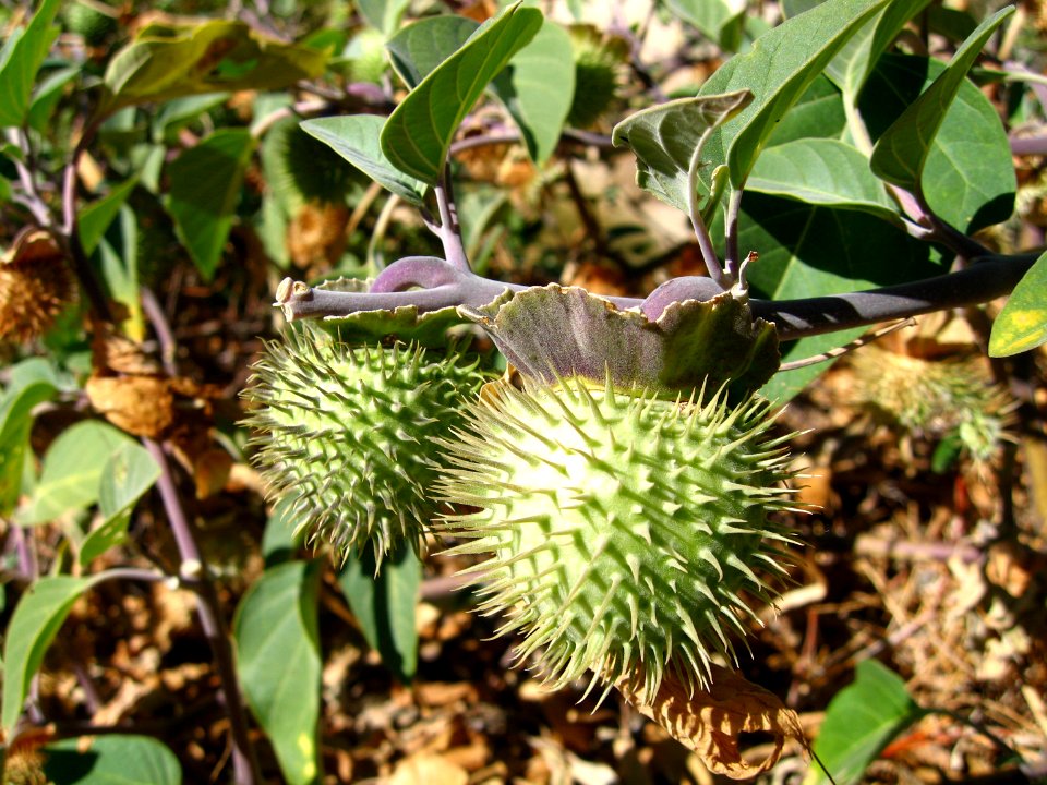 Sacred datura (Datura wrightii); Willow Hole