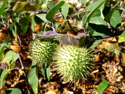 Sacred datura (Datura wrightii); Willow Hole