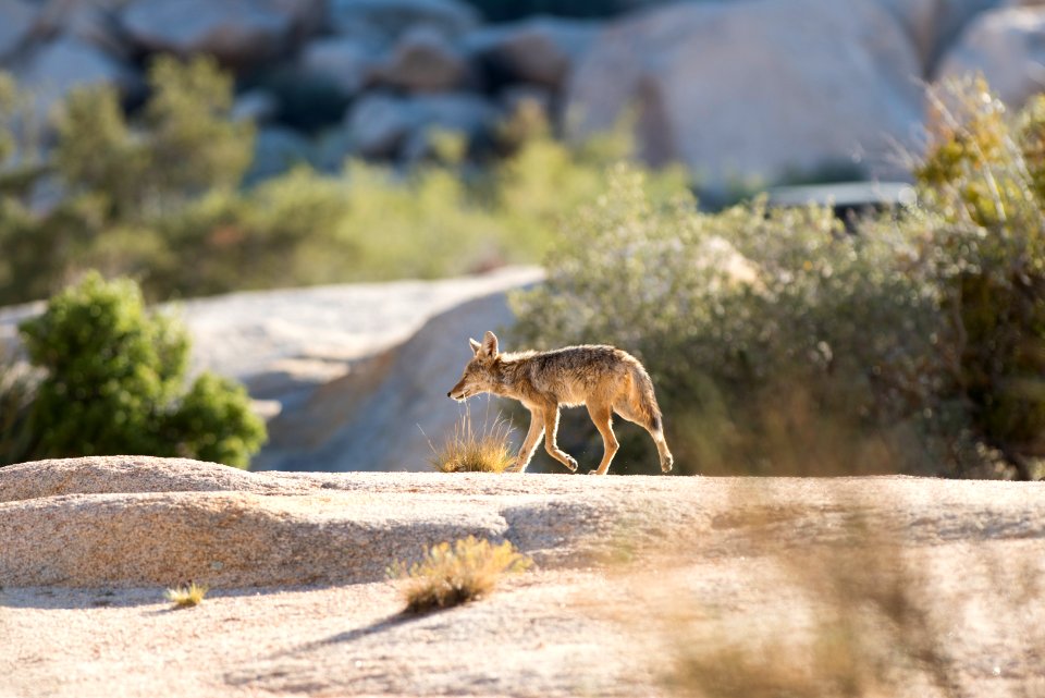 Coyote at Hidden Valley Campground