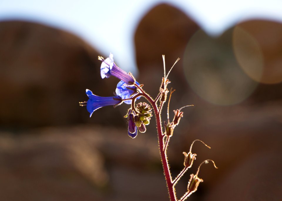 California bluebells (Phacelia campanularia)