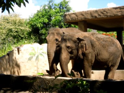 elephants photo