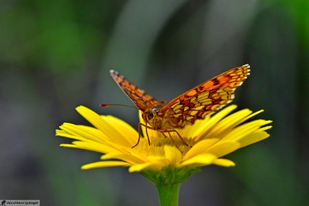 DAM2134 - Melitaea diamina