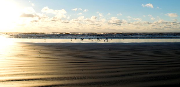 Sand and Birds