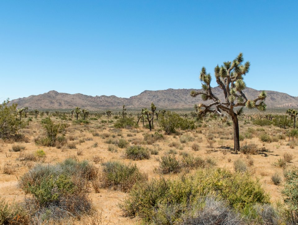 Dried grass and vegetation can carry wildfire quickly through the desert landscape photo