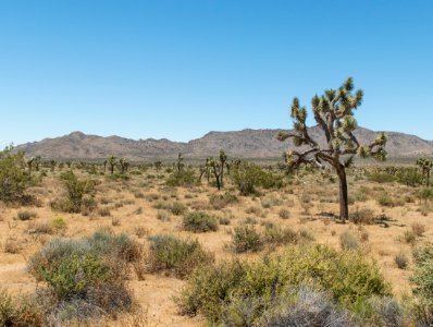 Dried grass and vegetation can carry wildfire quickly through the desert landscape