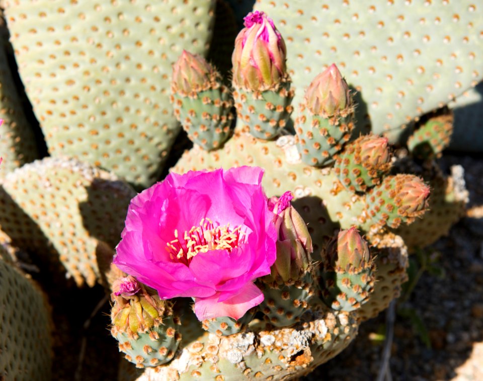 Beavertail Cactus