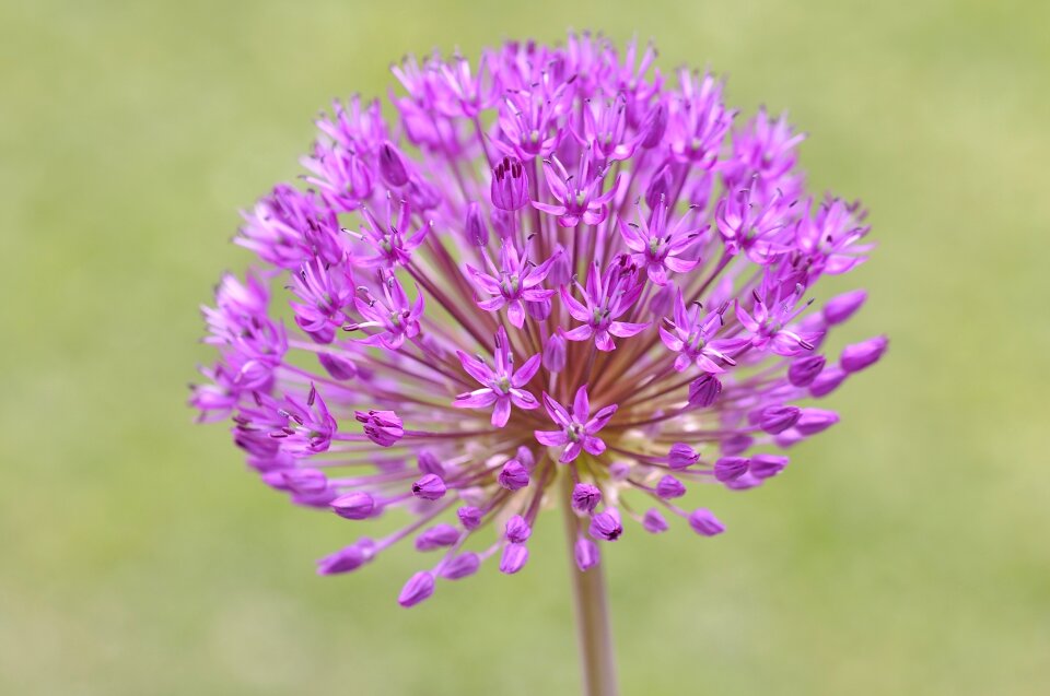 Plant close up nature photo