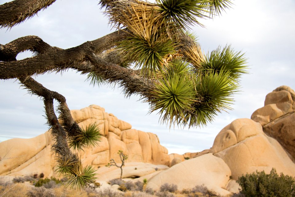 Joshua trees and boulders at Jumbo Rocks campground photo