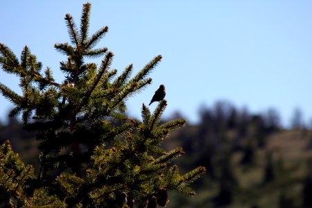 Brirds in a Tree