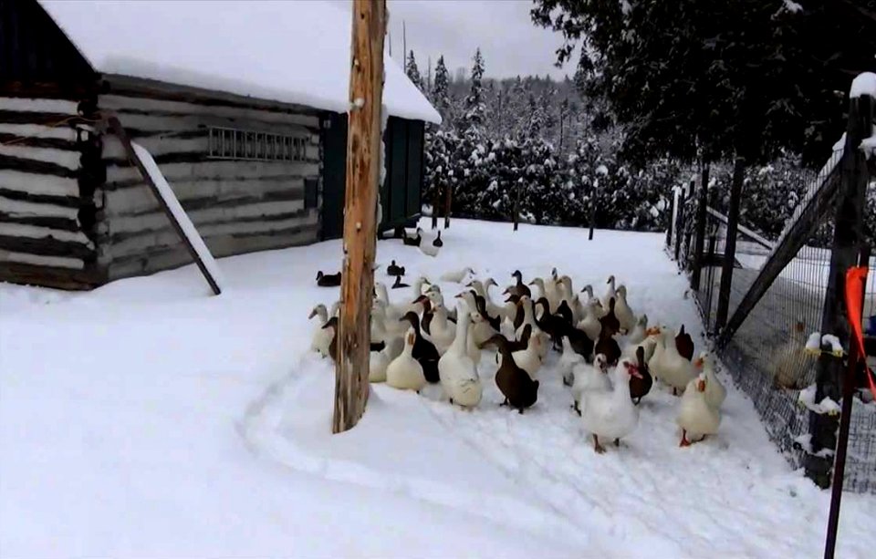 Duck promenade