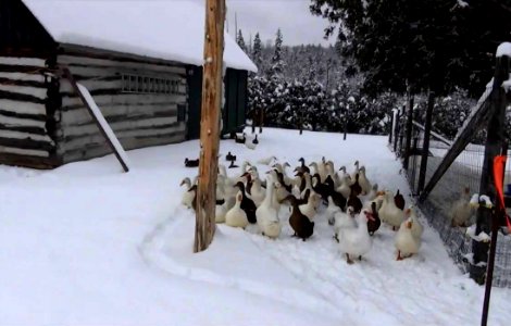 Duck promenade photo